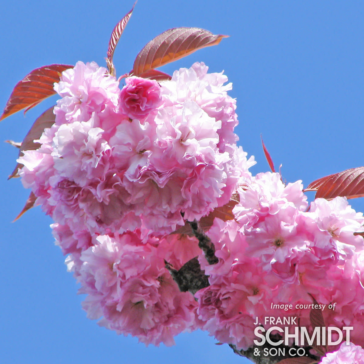 Prunus s. Kwanzan 7gal 1"cal. Ornamental Double Flowering Cherry