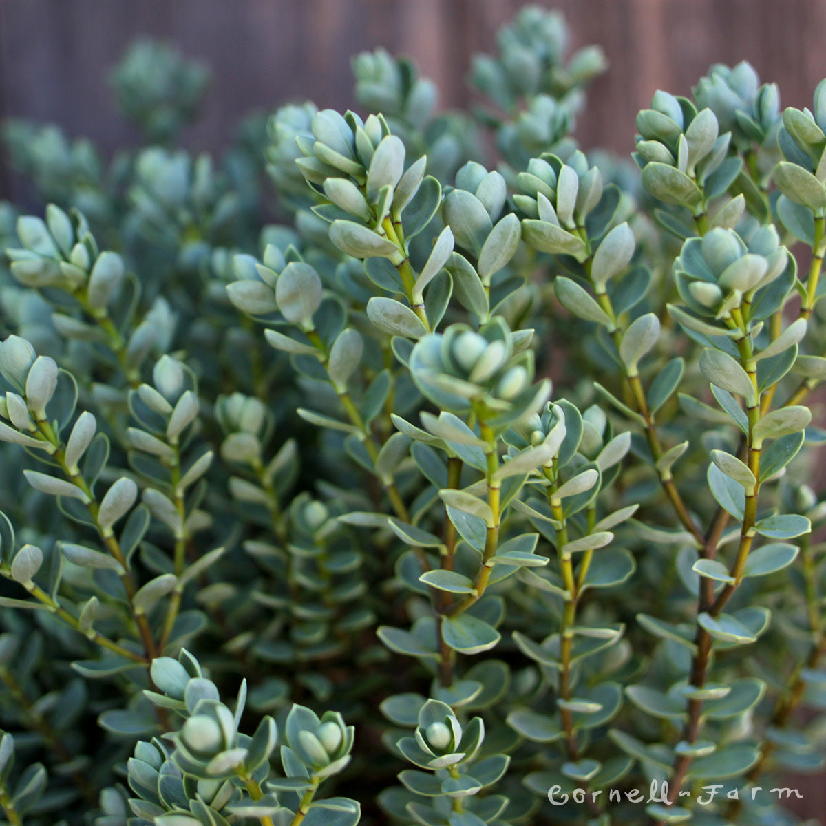 Hebe topiaria 5gal