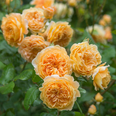 Rose Crown Princess Margareta Climber 5gal David Austin