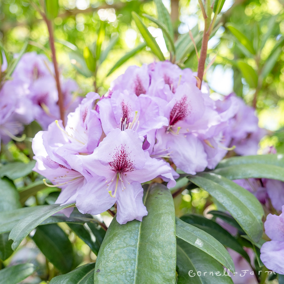 Rhododendron Arthur Bedford 6gal Lavender