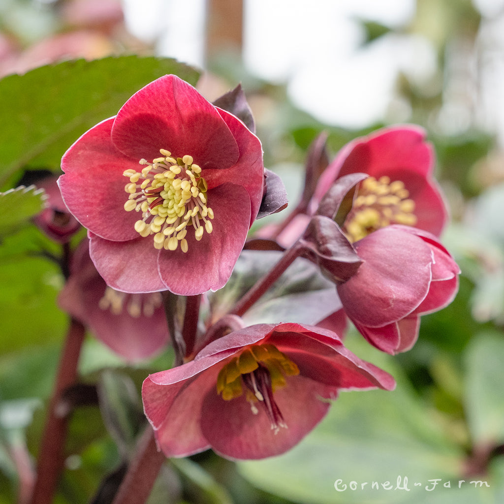 Helleborus Ice N' Roses Brunello Qrt. HGC – Cornell Farm