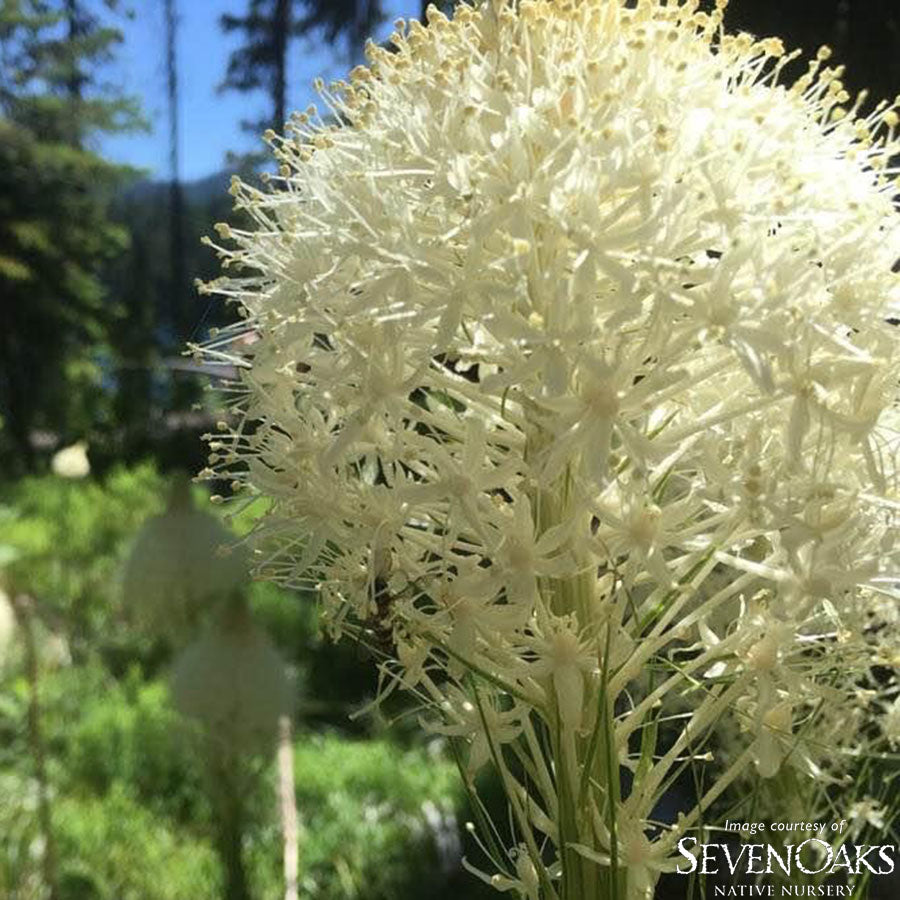 Xerophyllum tenax 1gal Bear Grass