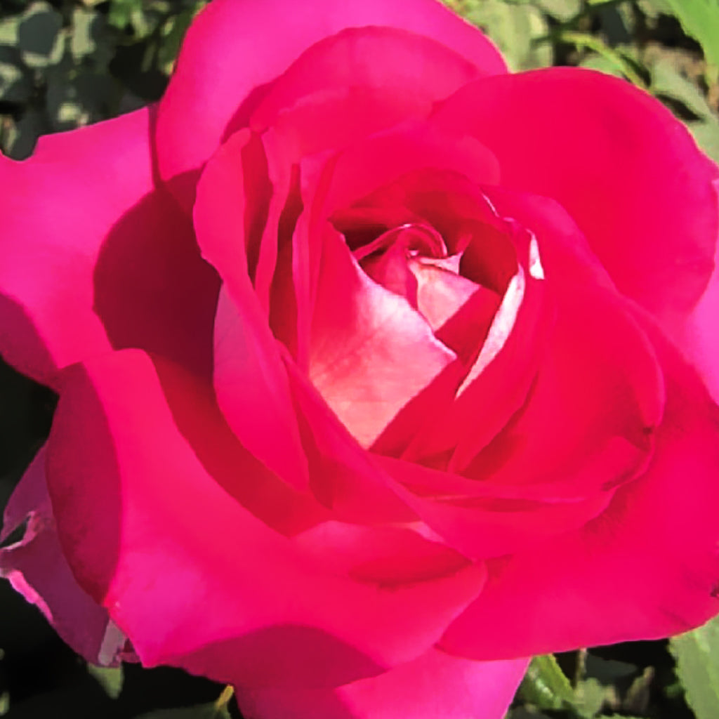 Rose Picture Perfect 5gal Hybrid Tea