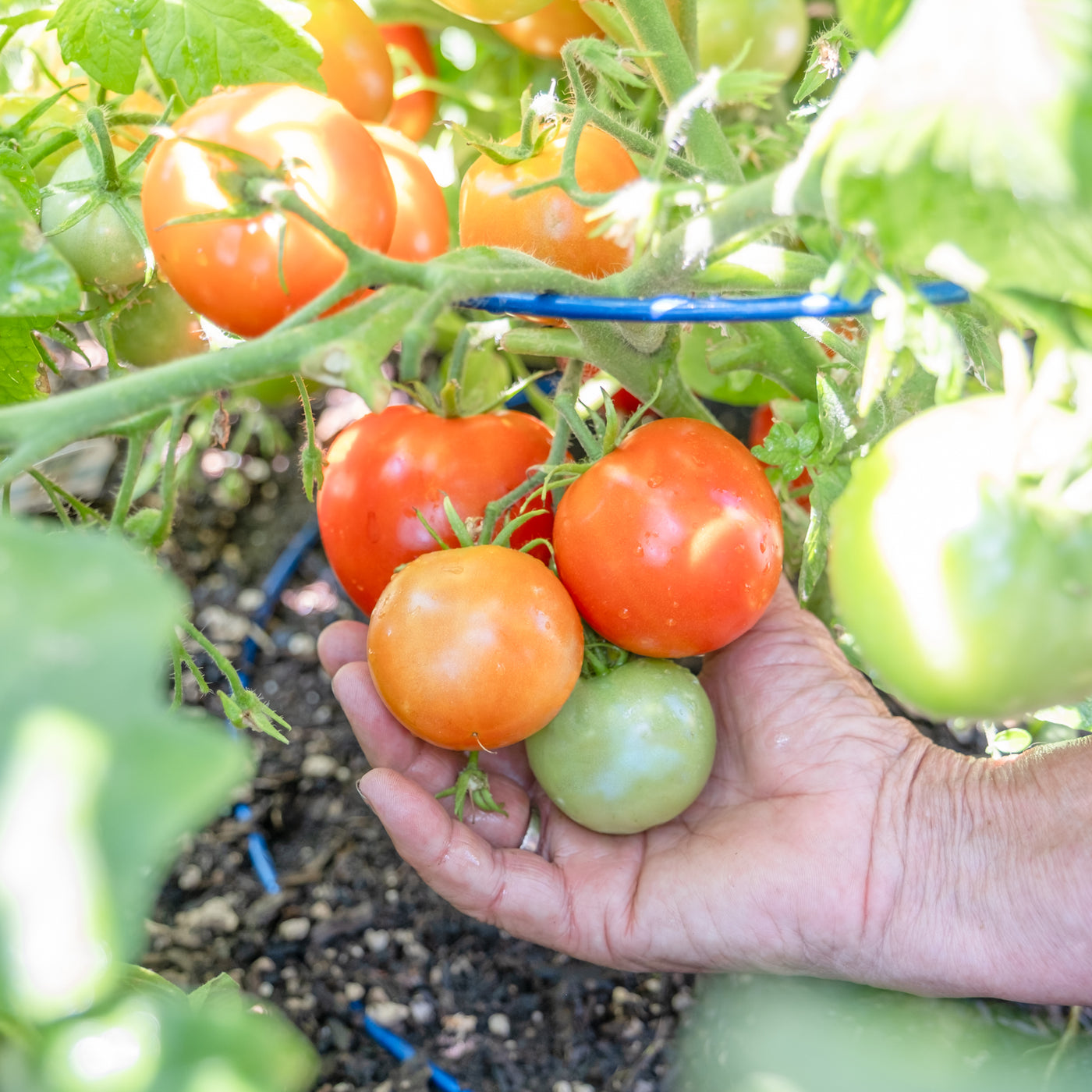 Gourmet Gardening: Italian Cuisine Workshop (June 28th at 10am)