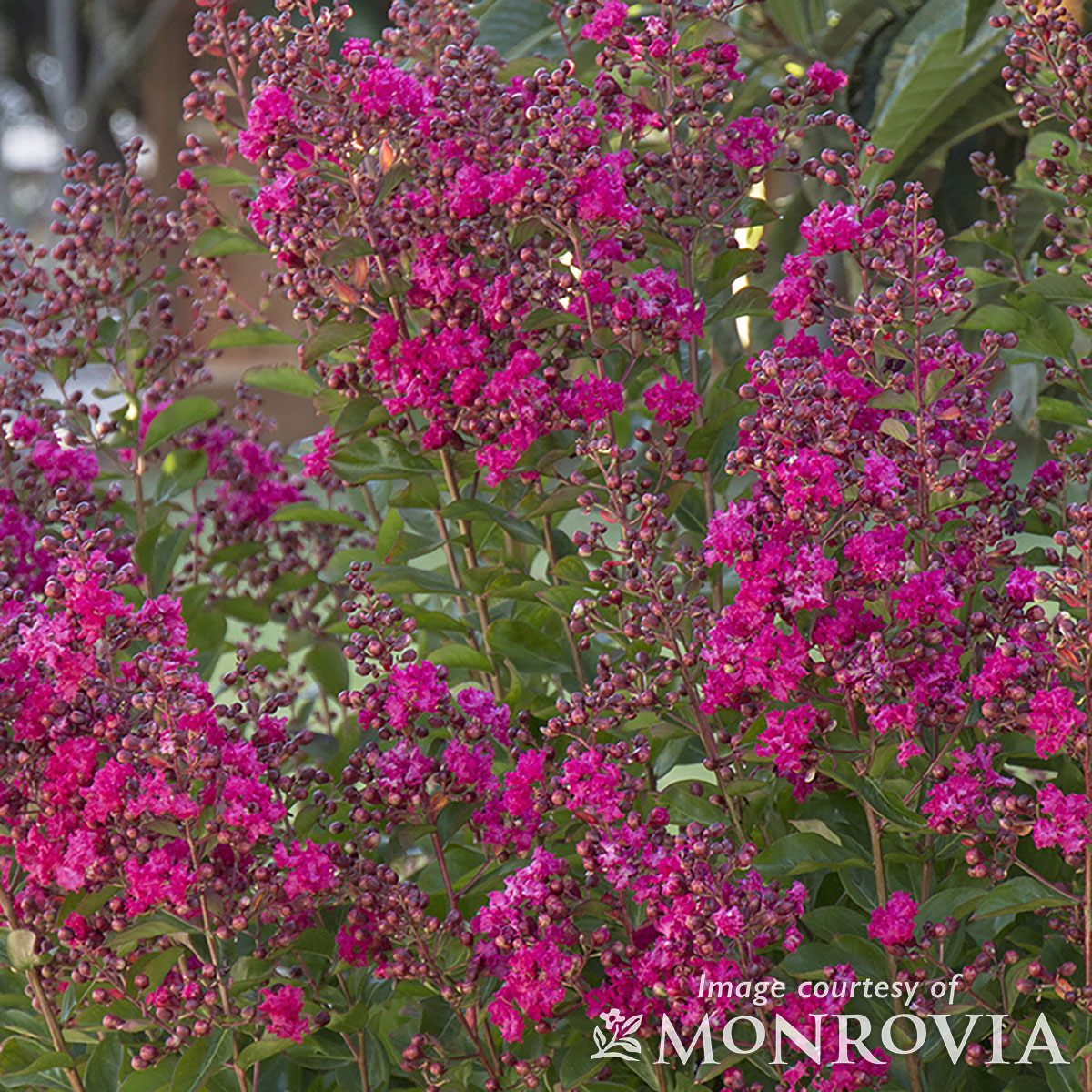 Lagerstroemia x Tonto 15gal Crape Myrtle Tree Form fuschia-red