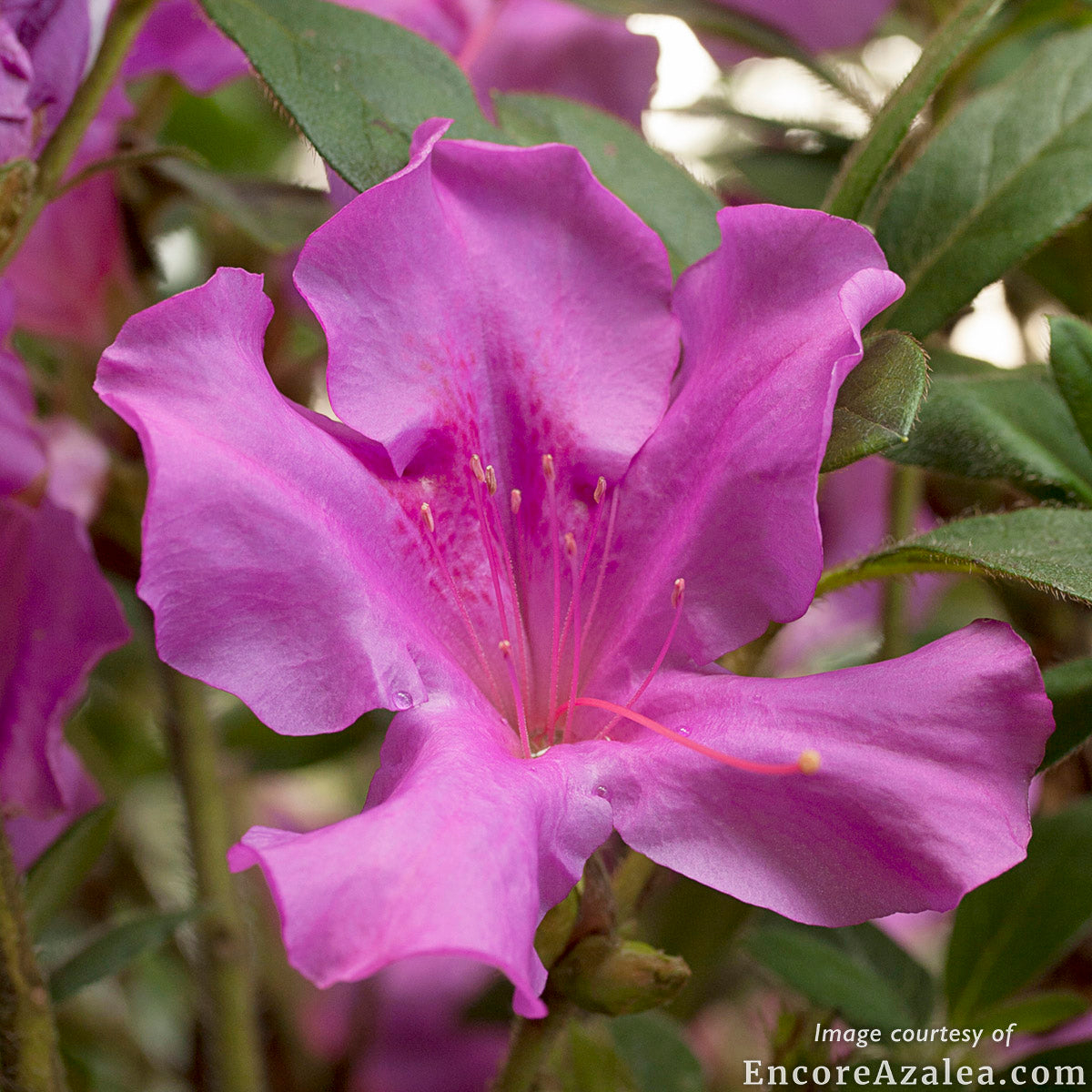 Azalea Autumn Royalty 3gal Encore