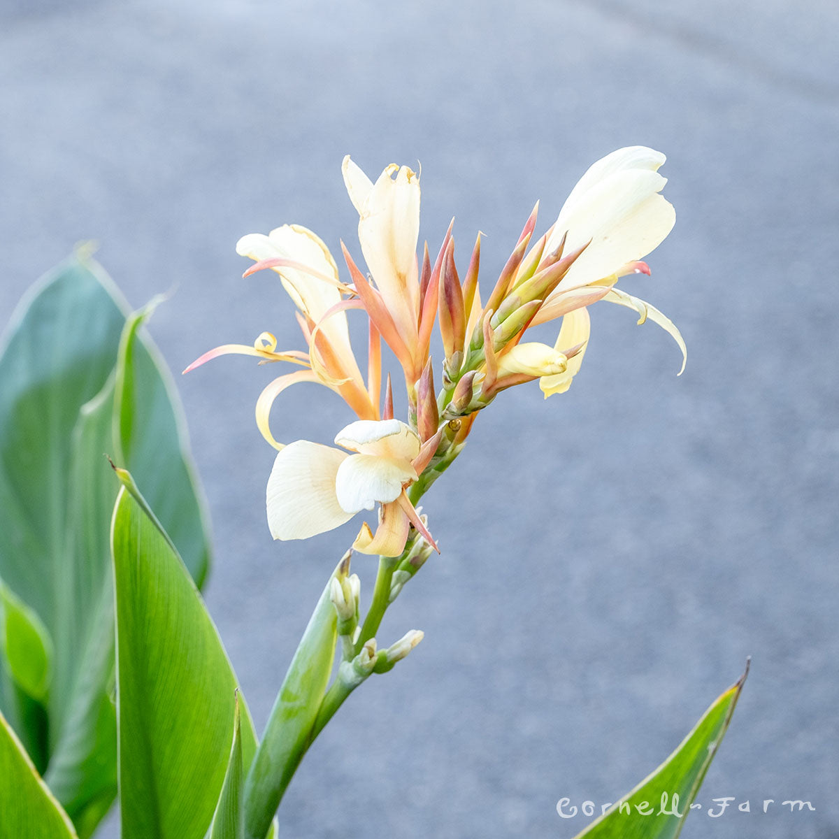 Canna g. Davia 1gal