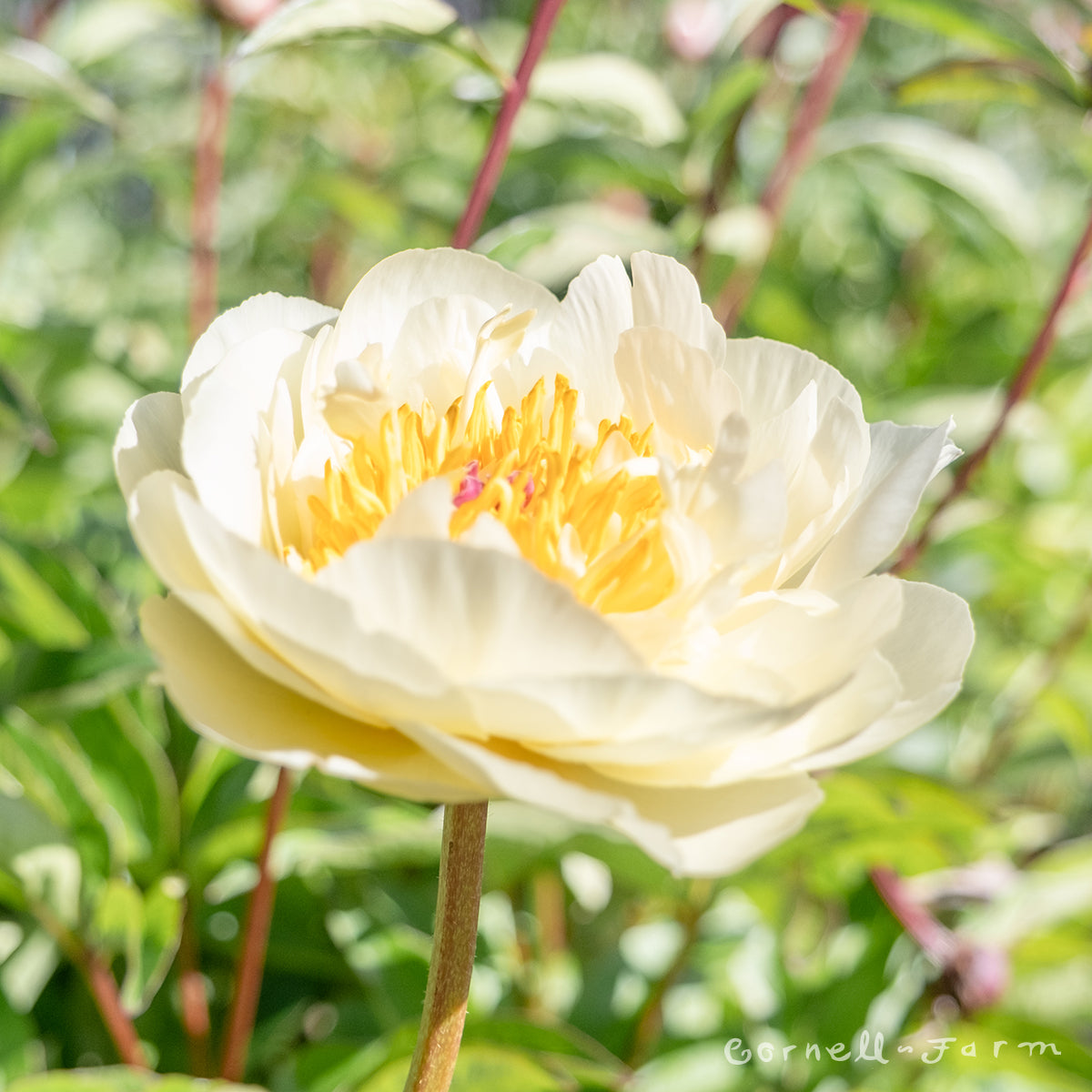 Paeonia Fragrant Yellow 5gal Peony CF