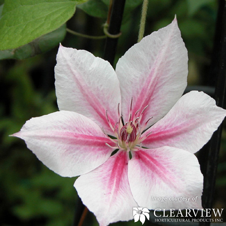 Clematis Pink Fantasy 1gal