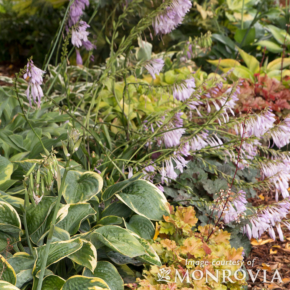Hosta Olive Bailey Langdon 2gal