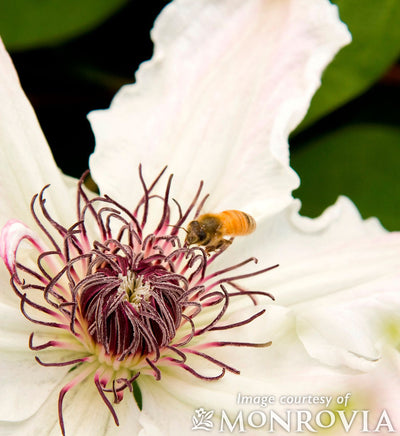 Clematis Vancouver Fragrant Star 5gal