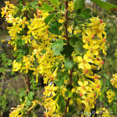 Ribes aureum 2gal Golden Currant