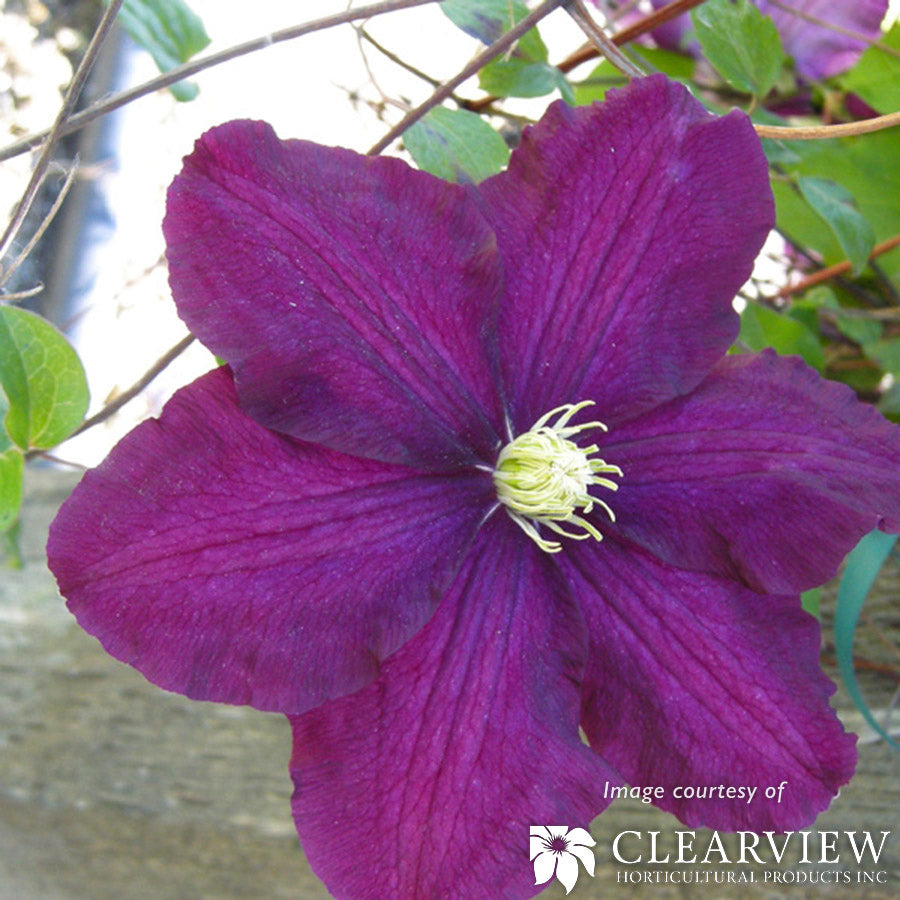 Clematis Warsaw Nike 1gal purple