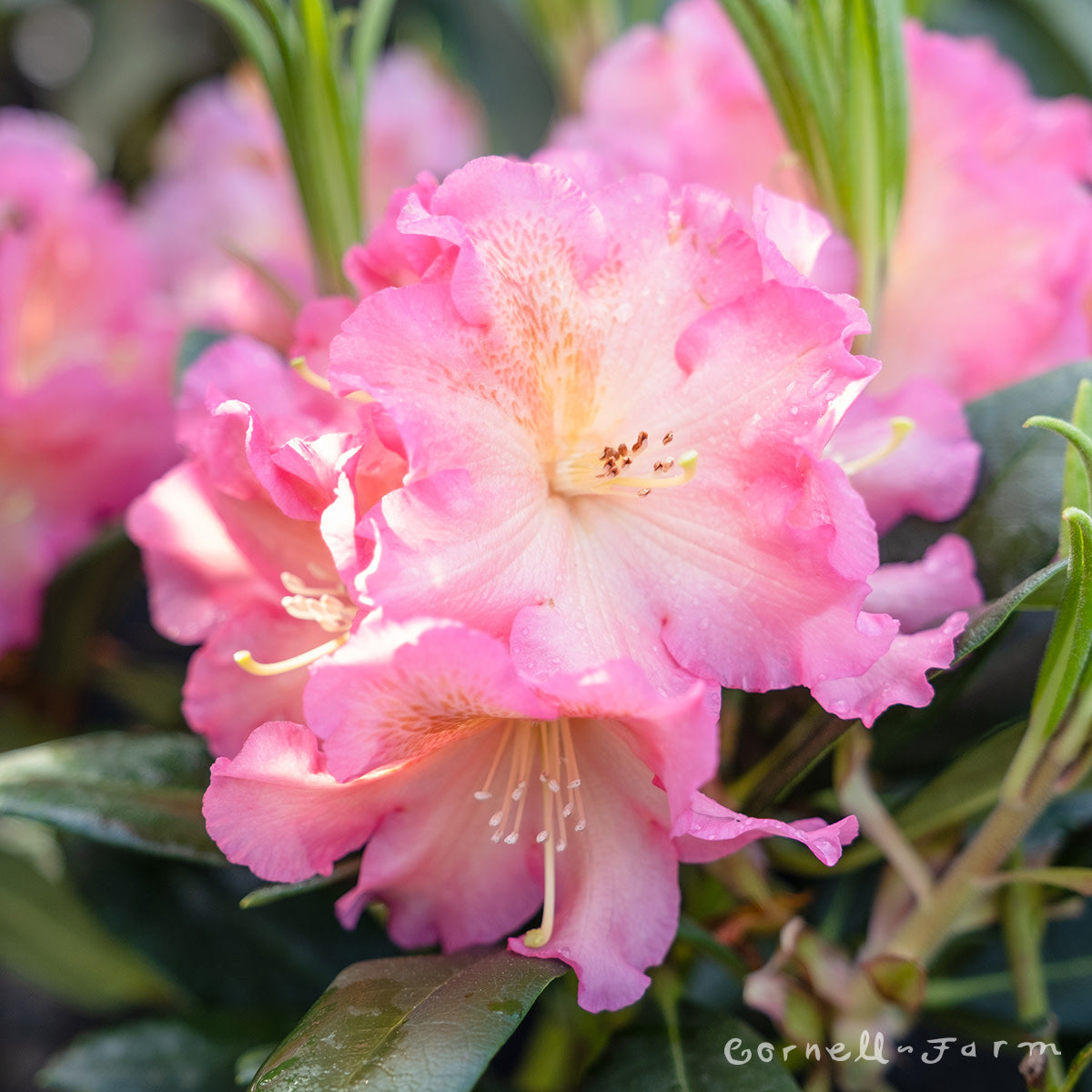 Rhododendron Cody 5gal