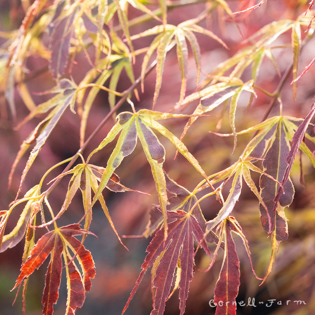 Acer p. Manyo no sato 42-48