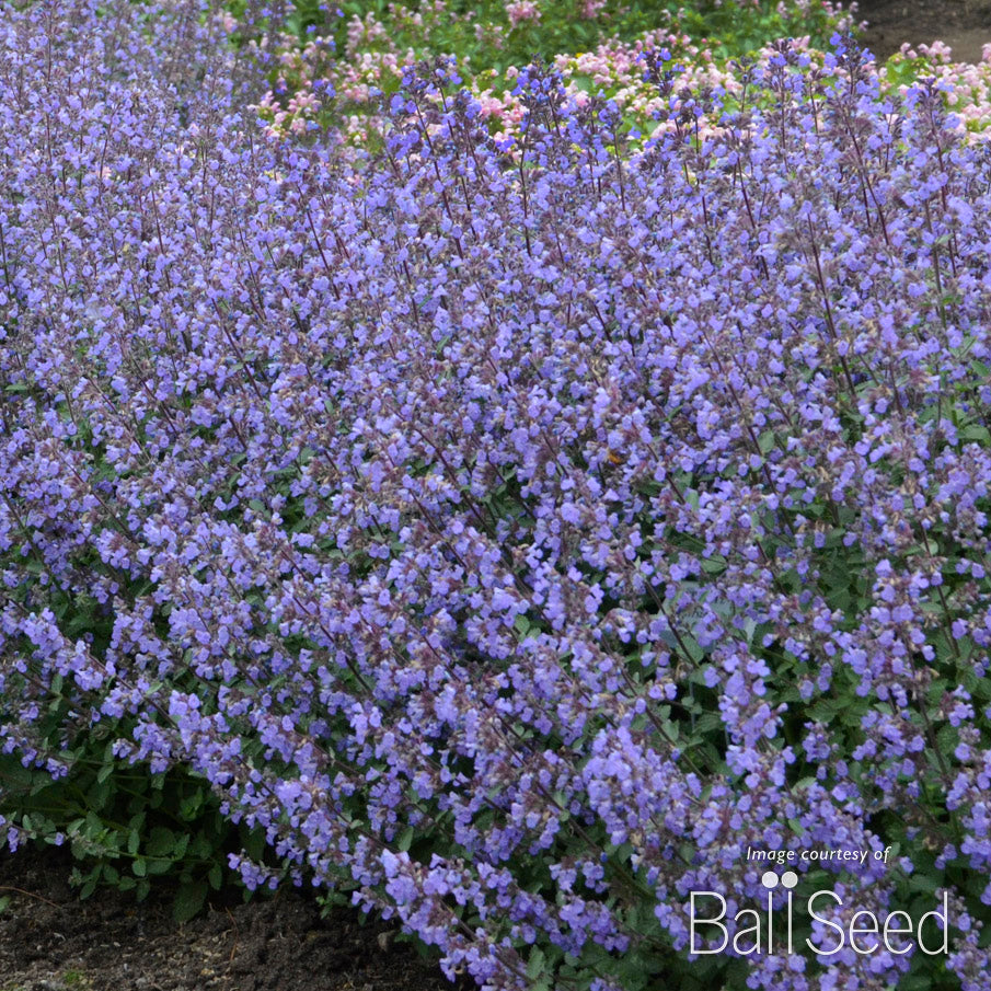 Cornell Farm Nepeta Purrsian Blue
