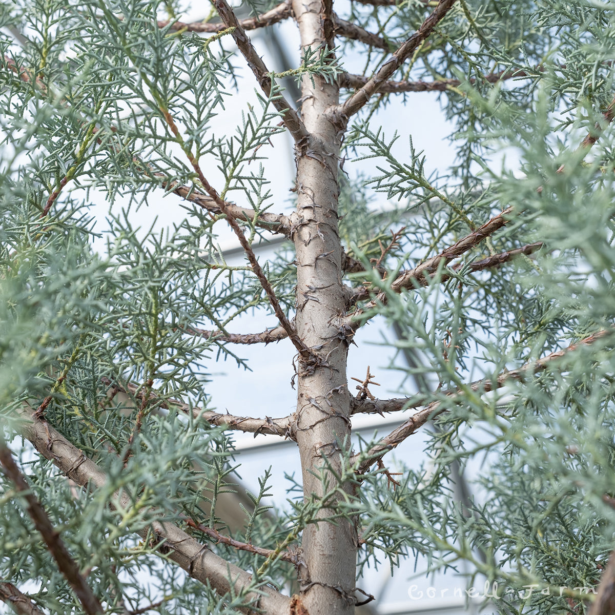 Cupressus a. Carolina Sapphire 10gal Arizona Cypress