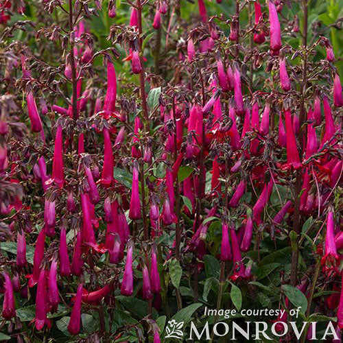 Phygelius Colorburst Rose Cape Fuchsia 1gal