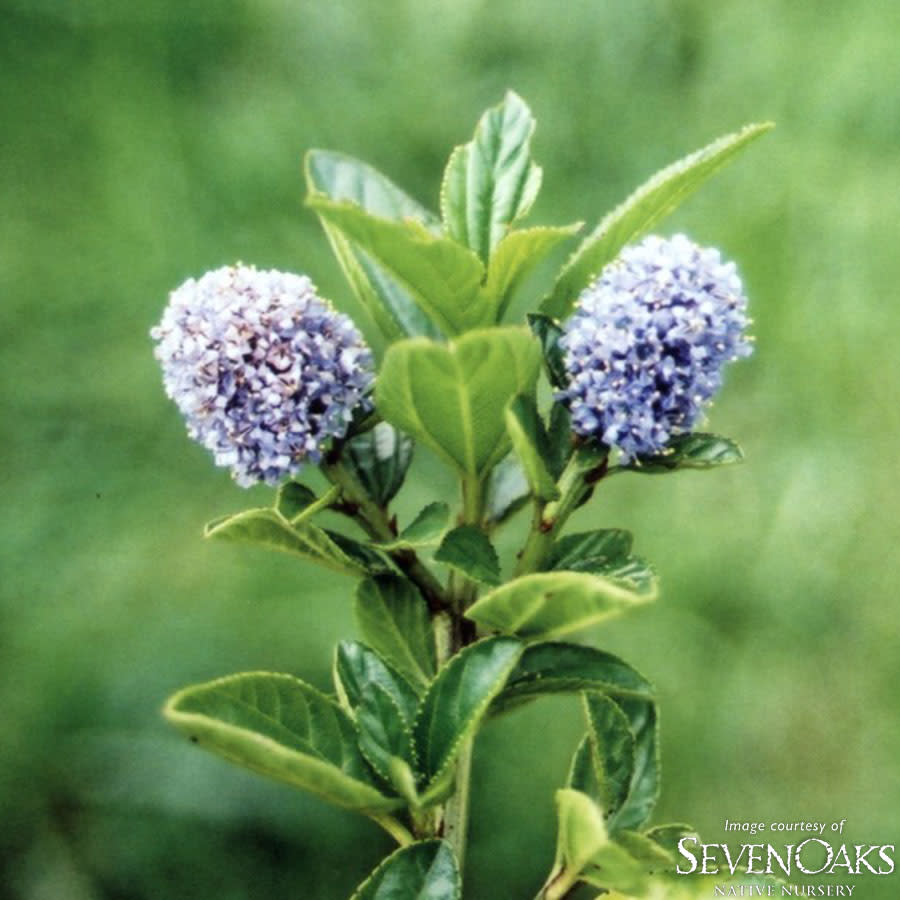 Ceanothus thyrsiflorus 3gal Native California Lilac