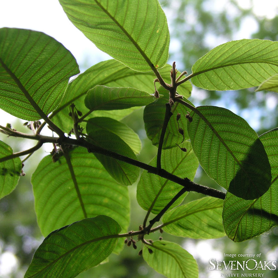 Rhamnus purshiana 1.75in.  Native Buckthorn Cascara