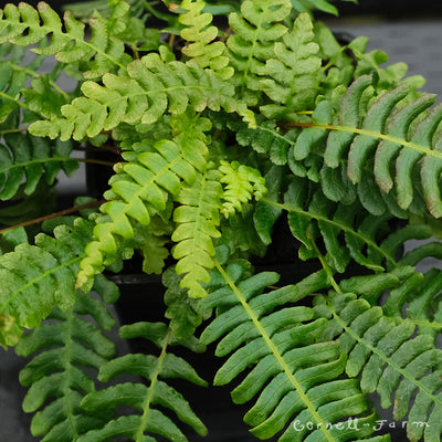 Blechnum spicant SHORTGP Qrt-Deer Fern