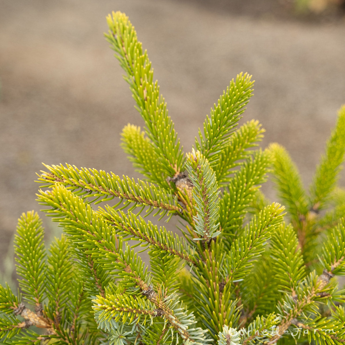 Picea b. Howell's Dwarf Tigertail 5gal Norway Spruce