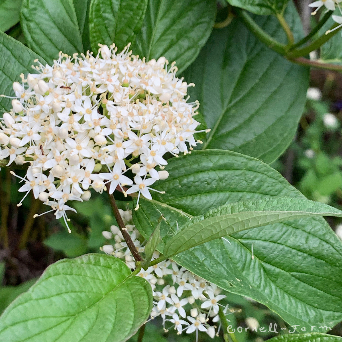 Cornus ser. ssp.sericea 5gal. Red twig, Red Osier Dogwood shrub