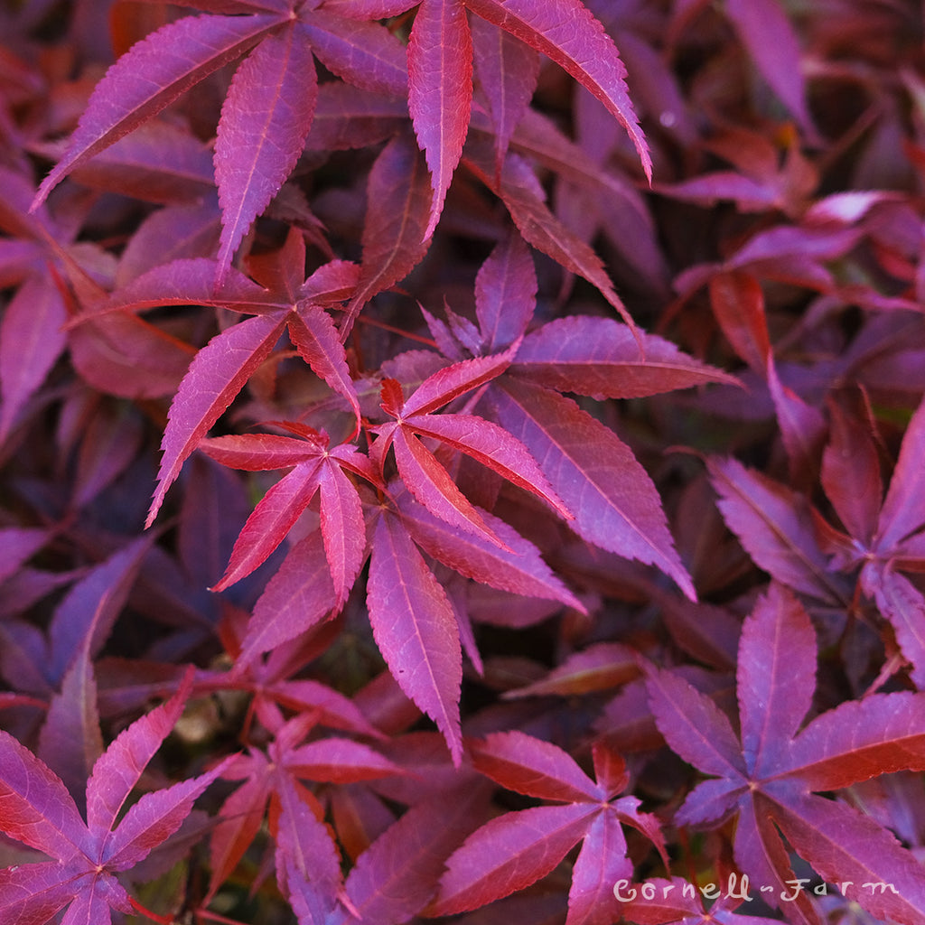 Acer p. Rhode Island Red 1gal Japanese Maple – Cornell Farm