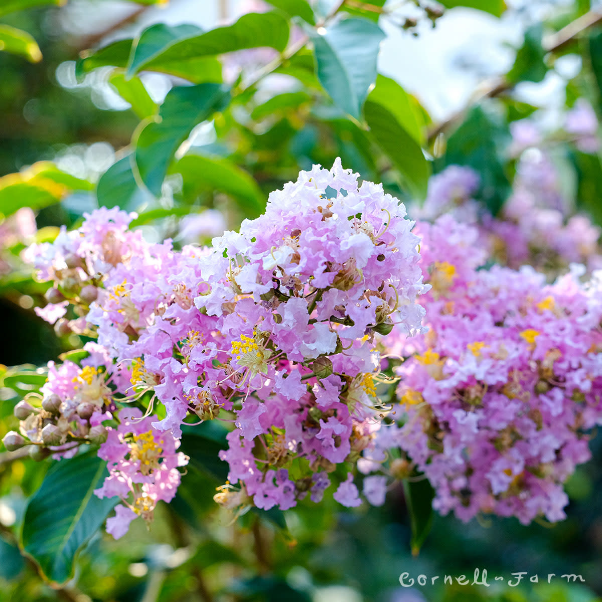 Lagerstroemia Muskogee 15gal 5-6ft Crape Myrtle Shrub Form