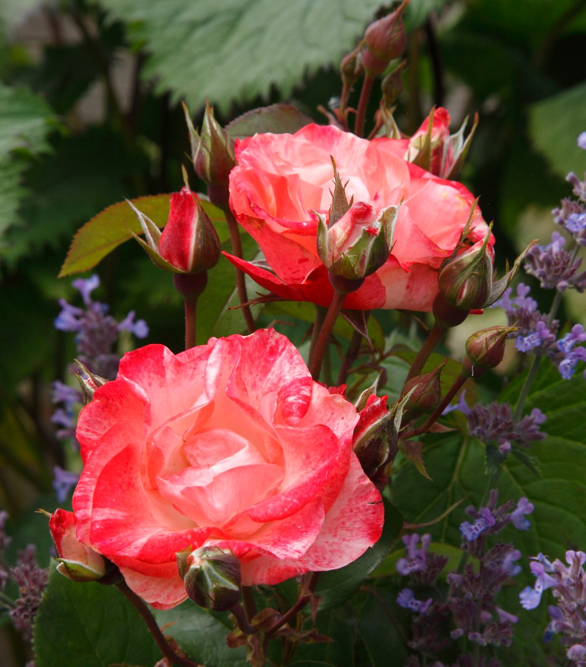 Rose Color Splash 5gal Floribunda