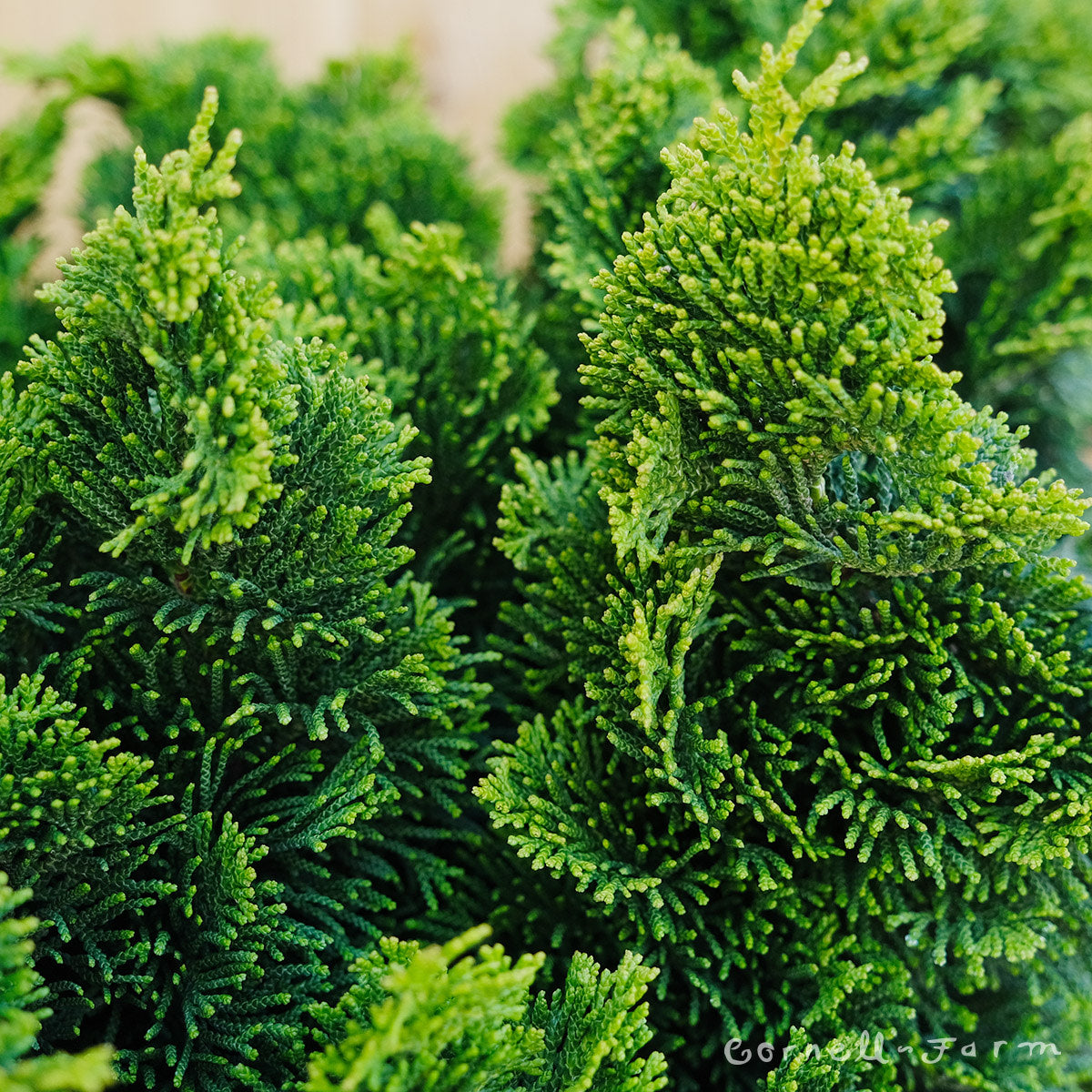 Chamaecyparis o. Nana Gracilis 3gal Hinoki Cypress STD