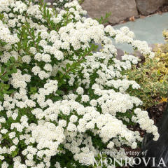 Spiraea nipponica Snowmound 5gal