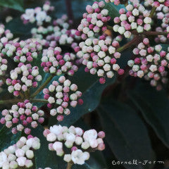 Viburnum t. Spring Bouquet 5gal Laurustinus