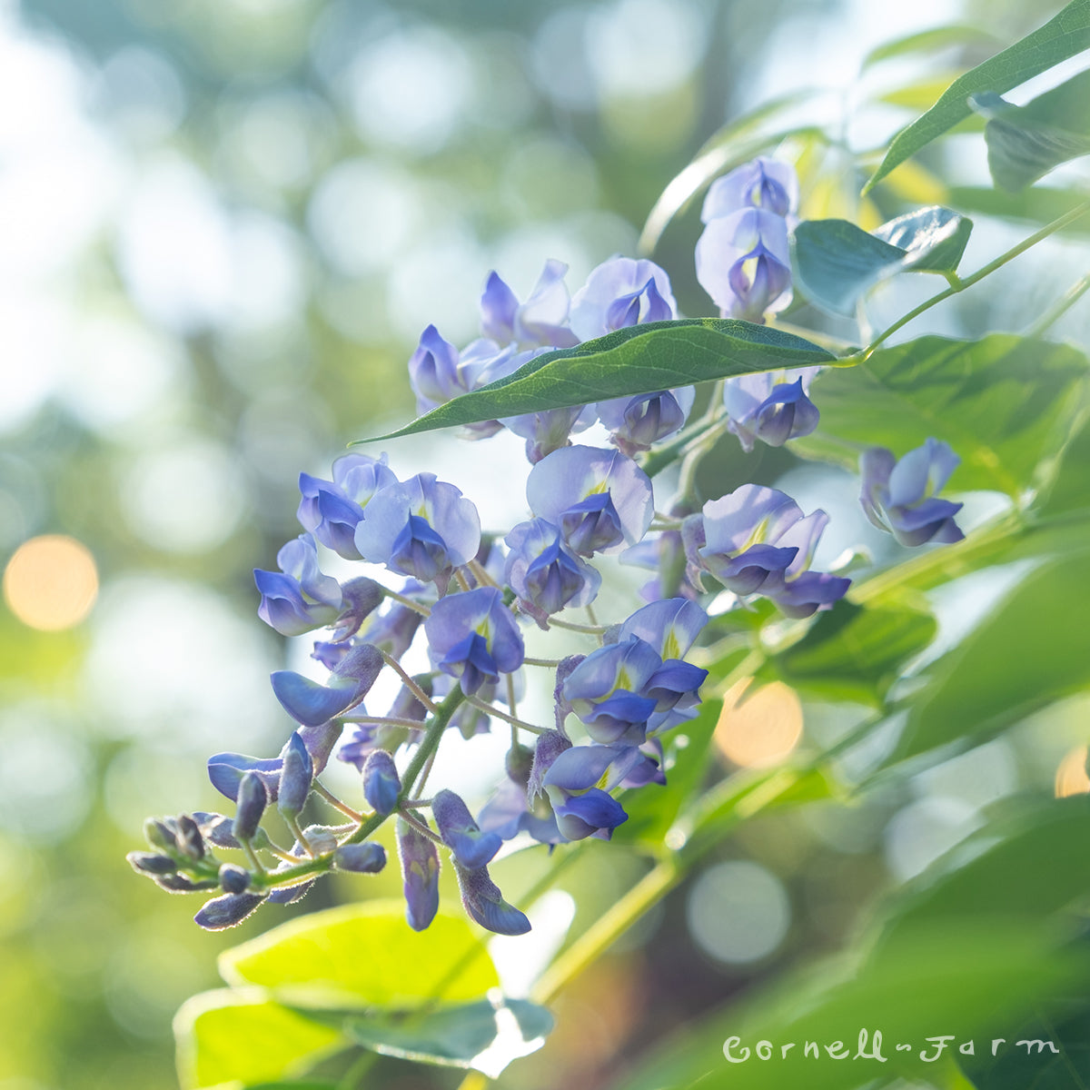 Wisteria fru. Longwood Purple 15gal