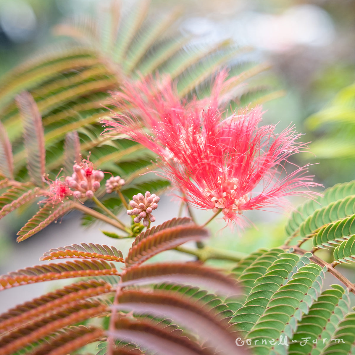 Albizia j. Evey's Pride 7gal Mimosa