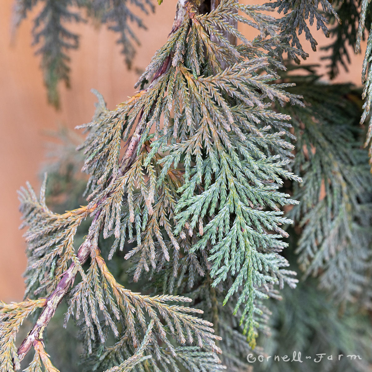 Chamaecyparis n. Green Arrow 15gal 5-6ft Weeping Alaska Cedar