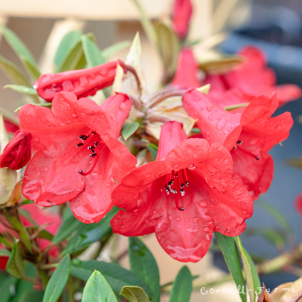 Rhododendron Elizabeth 2gal red – Cornell Farm