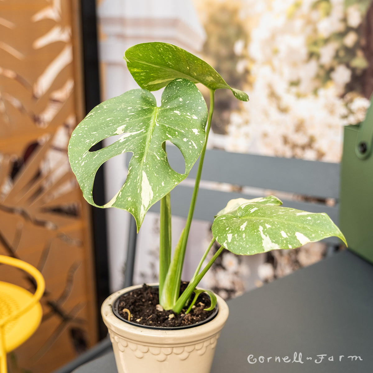 Monstera deliciosa 4in Thai Constellation