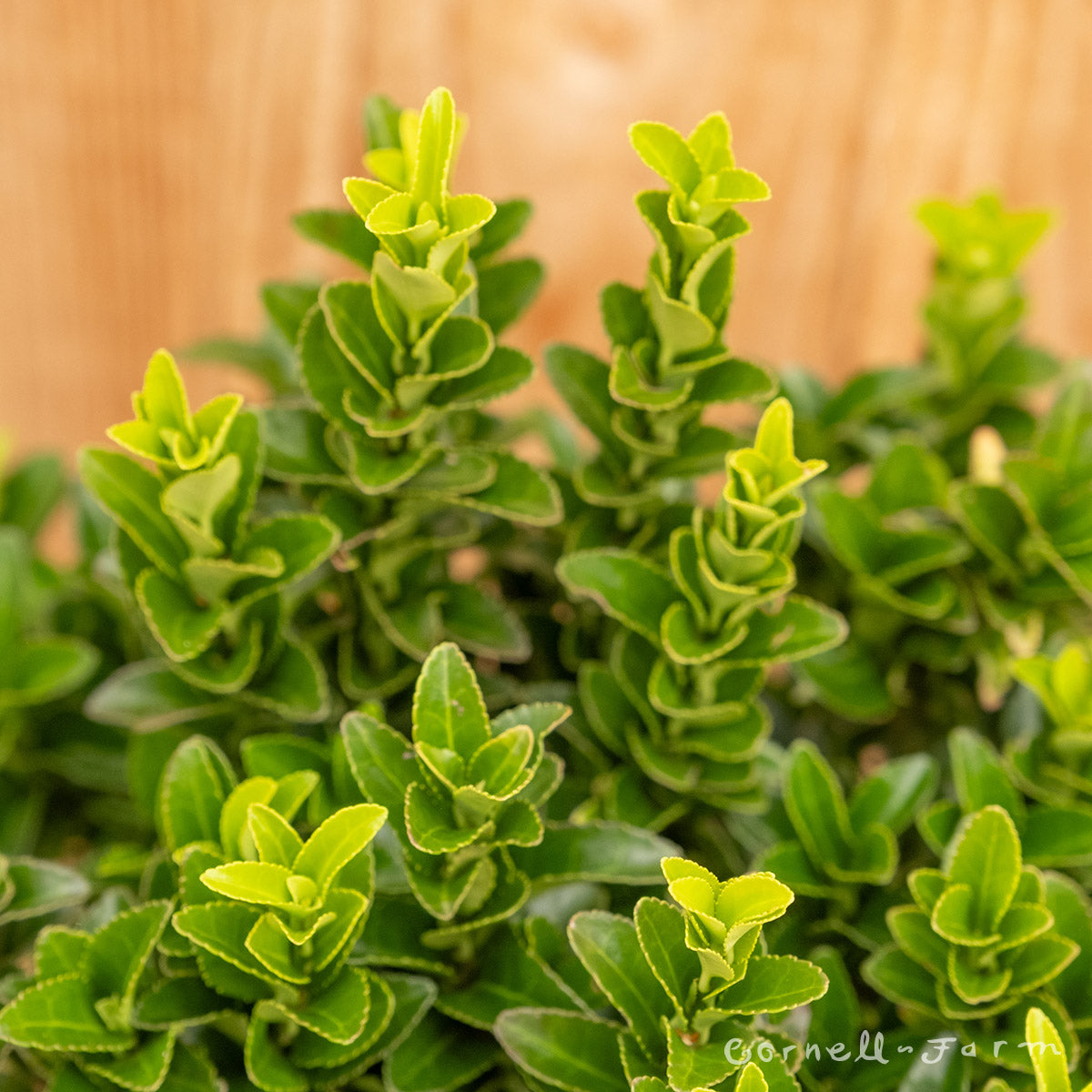 Euonymus j. Paloma Blanca 1gal