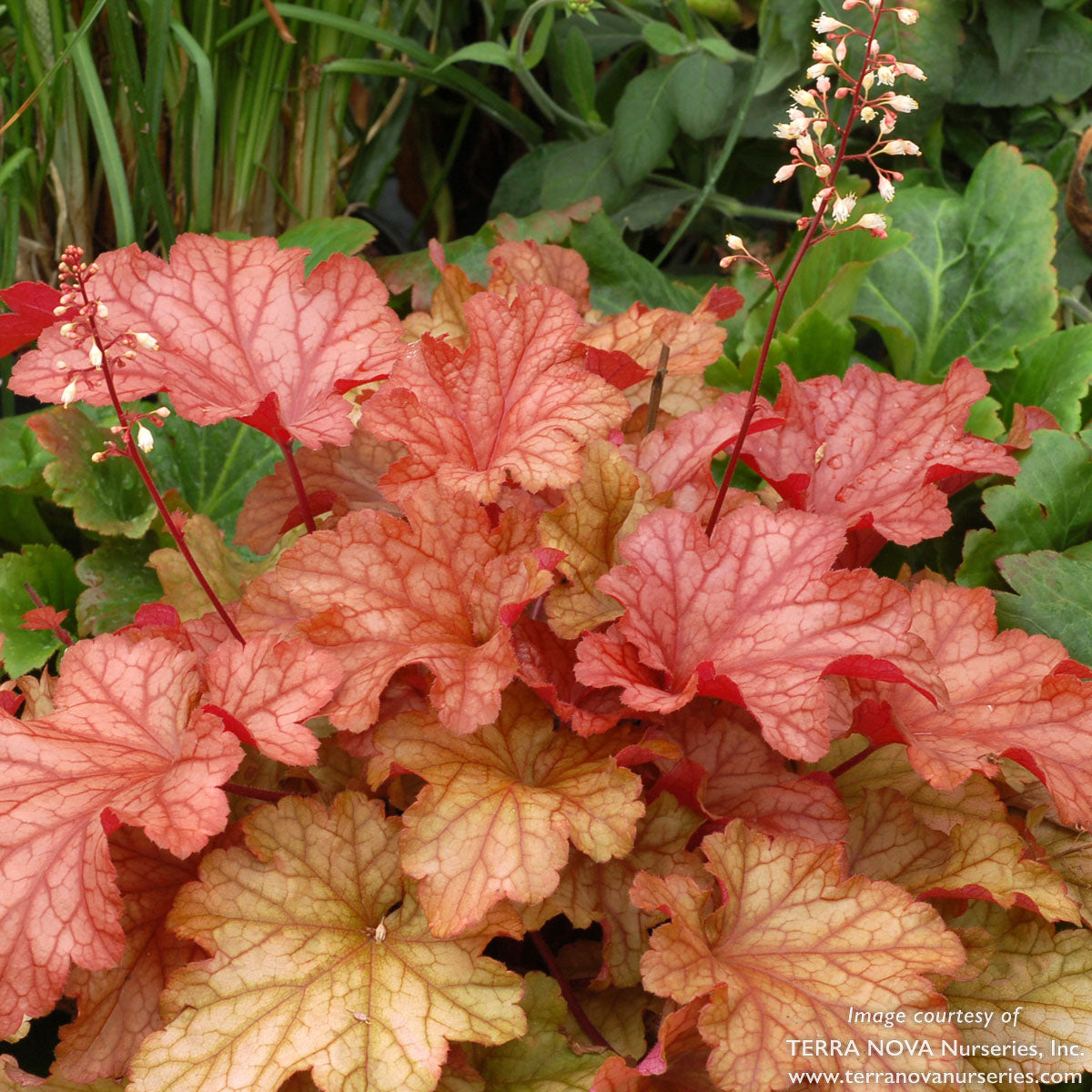 Heuchera Paprika Qrt. CF