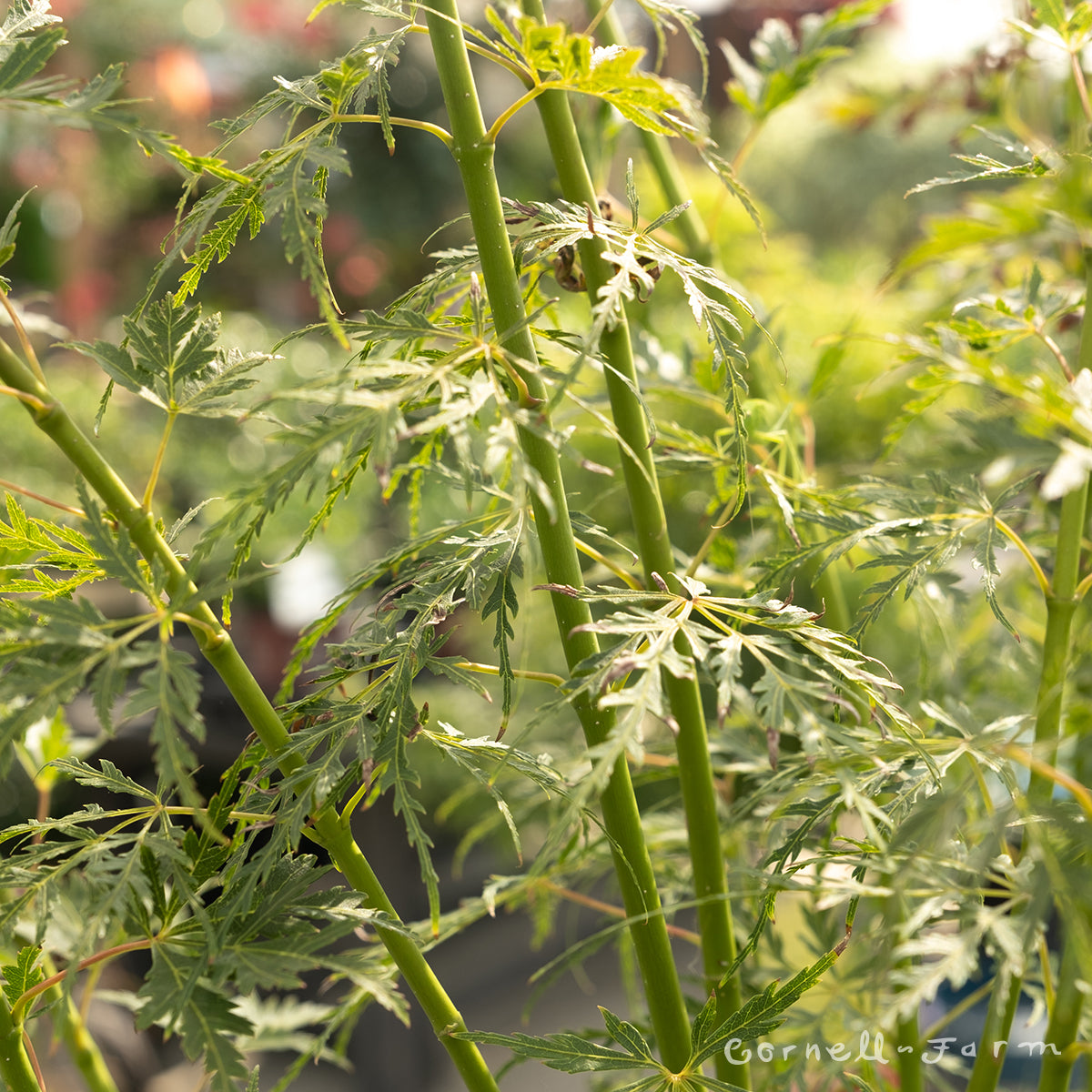 Acer p. Seiryu Japanese Maple 3g
