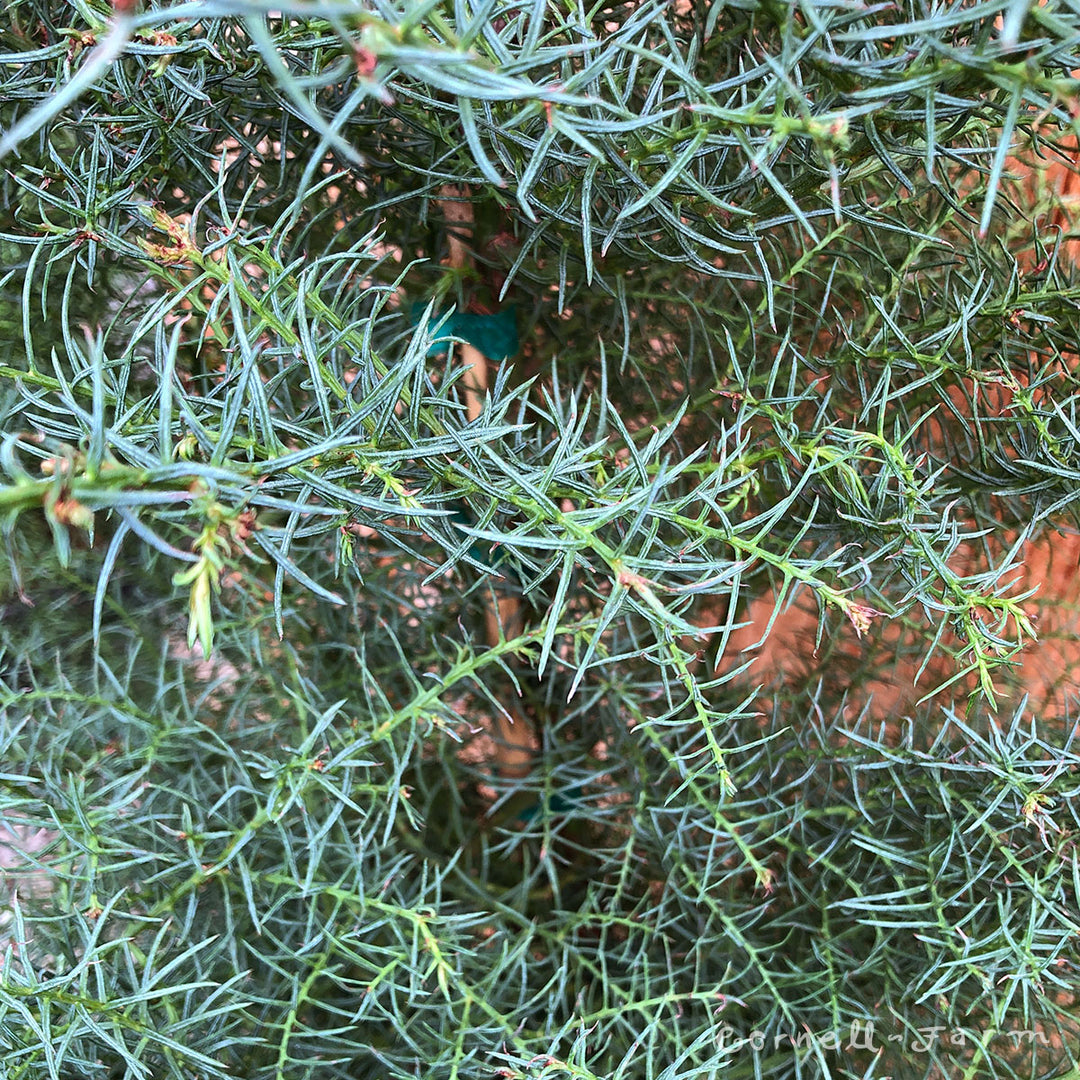 Cryptomeria j. Elegans 5gal – Cornell Farm