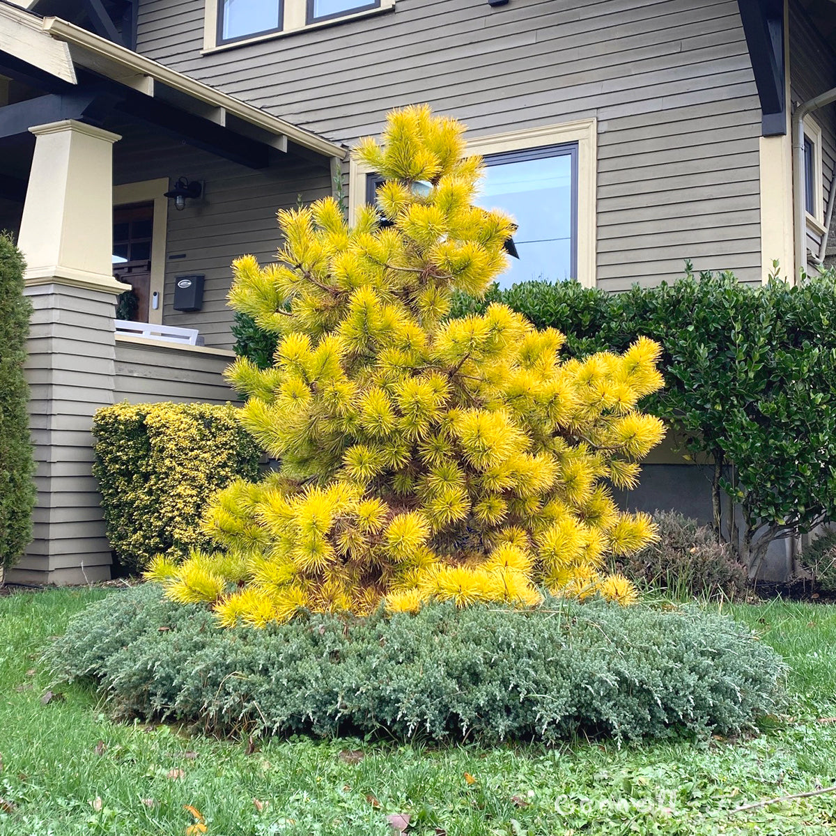 Pinus contorta Chief Joseph 2gal Lodgepole Pine 1-2ft