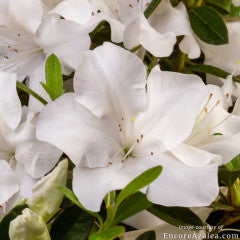 Azalea Autumn Ivory 3gal Encore