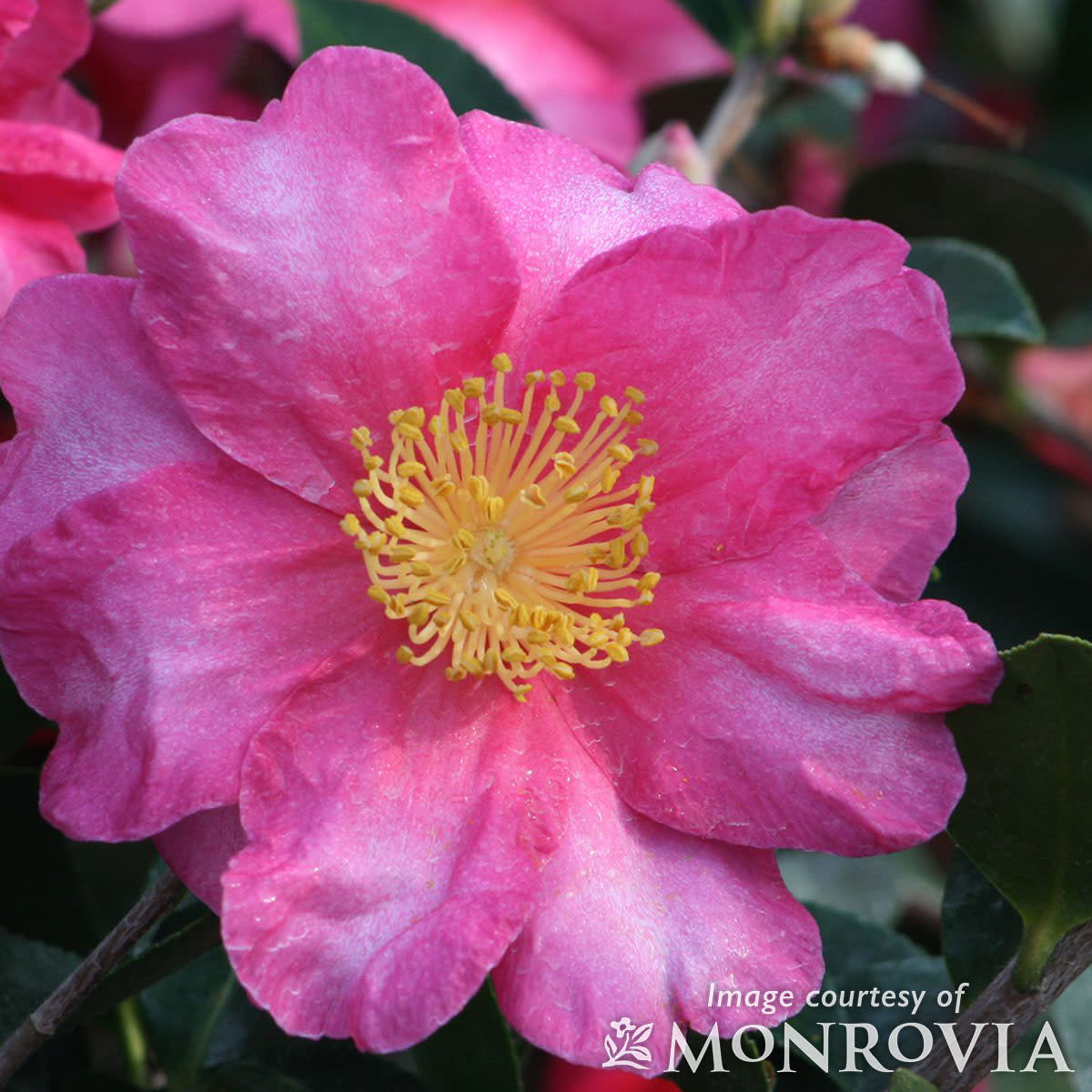 Camellia s. Shishigashira 2gal