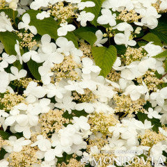 Viburnum plicatum t. Mariesii 7gal