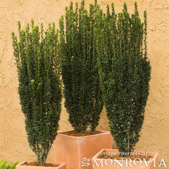 Ilex crenata Sky Pencil 6gal. Japanese Holly