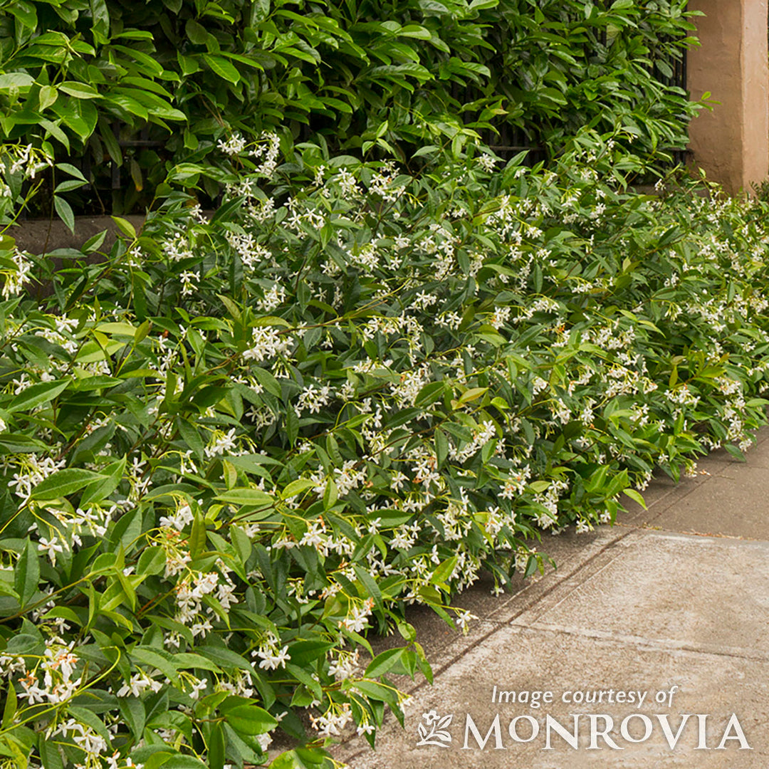 0930-02 jasmin専用 Trachelospermum jasminoides 2gal ST Star Jasmine – Cornell Farm