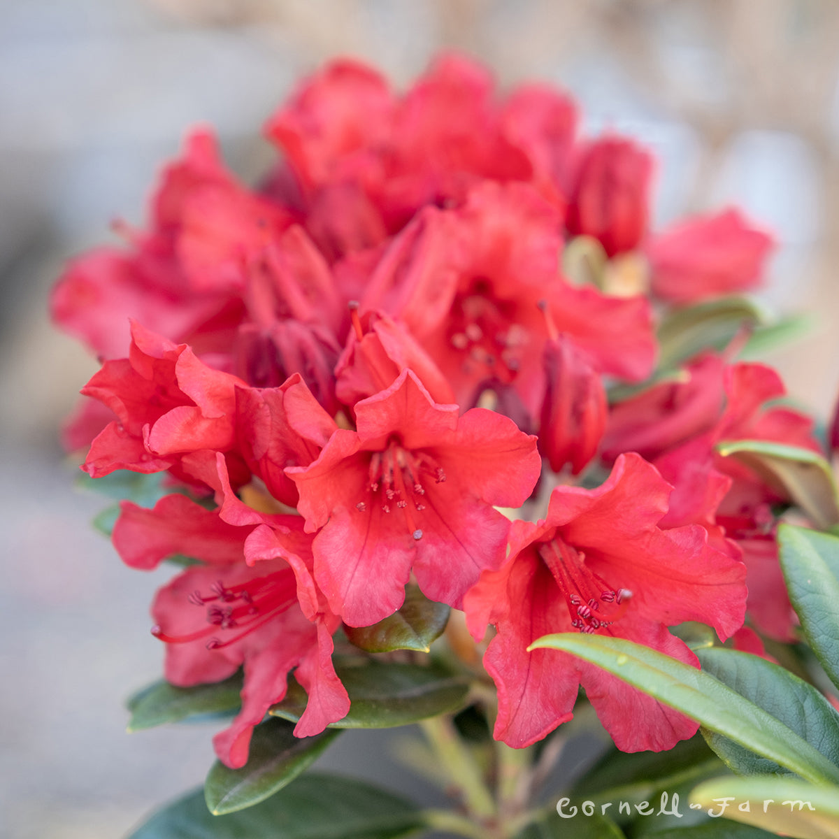 Rhododendron Titian Beauty 1 gal