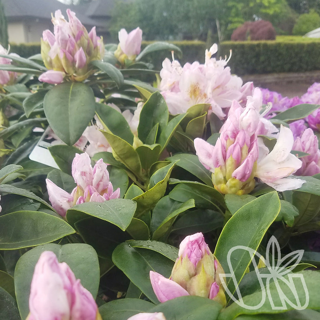 Rhododendron Gomer Waterer 12-15